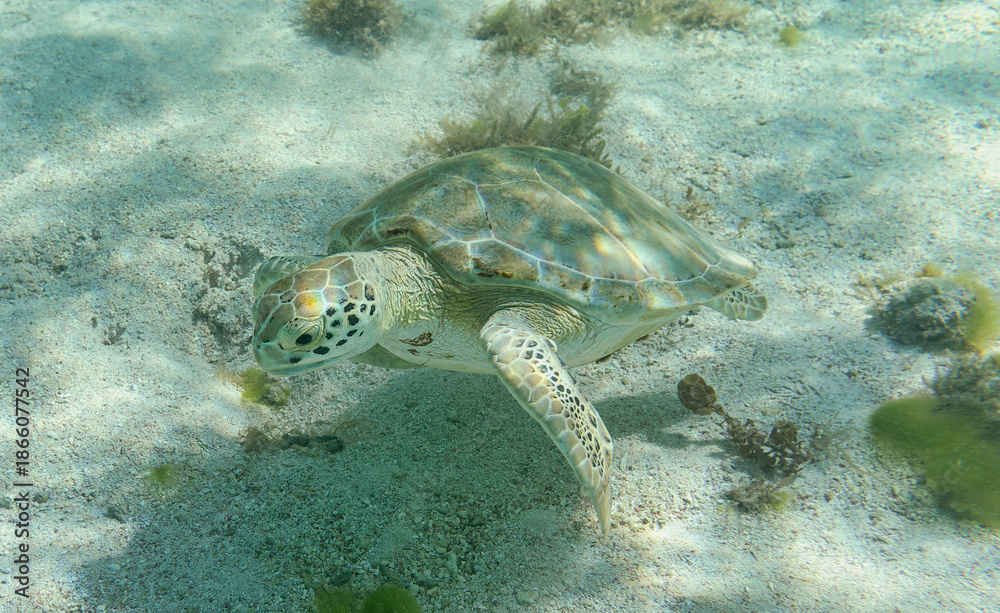 Obraz premium Close-up view of a Green Sea turtle (Chelonia mydas) at lagoon of Petite Terre islet - Caribbean island Guadeloupe