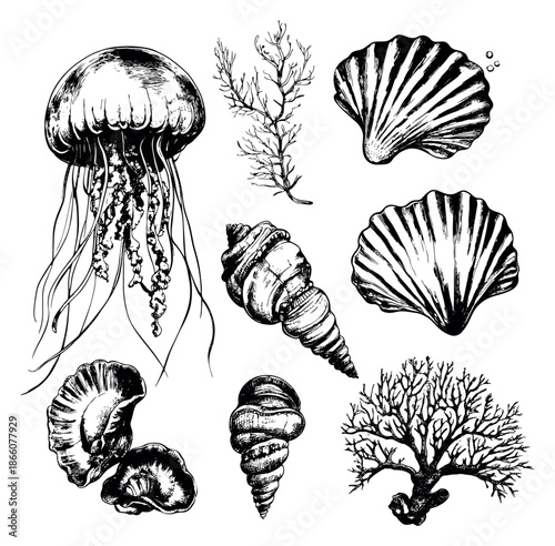 Hand drawn line art marine life set featuring a jellyfish, seashells, coral, and seaweed for ocean themed designs
