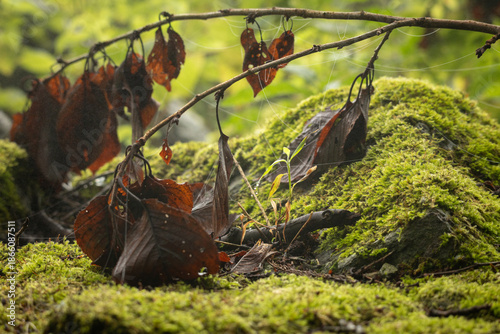 枯れ枝と苔