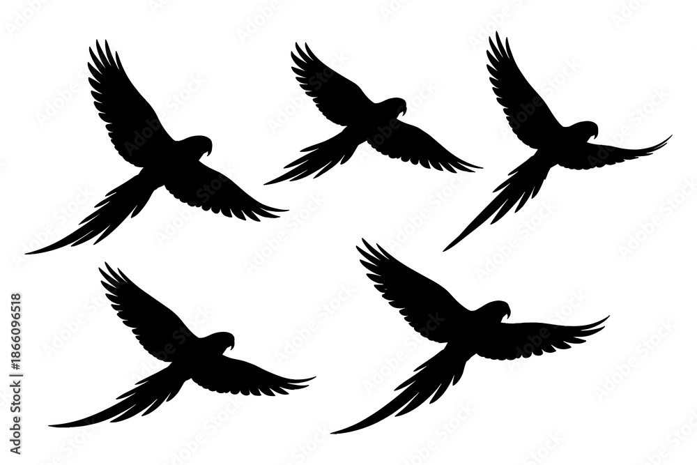 Obraz premium Silhouette birds flying: elegant parrots in various flight poses