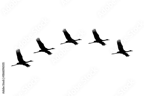 Silhouette of flying birds in formation on white background