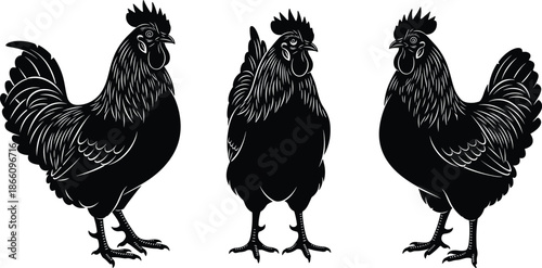 Set of three black rooster silhouettes in woodcut style, featuring hand-drawn farm poultry icons, chicken vector illustrations isolated on a white background