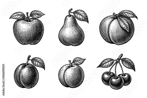 Vintage fruit collection featuring apple, pear, peach, plum, and cherry in detailed engraved style