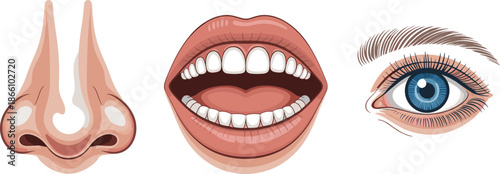 Human facial organs illustration, nose mouth eye anatomy, realistic medical education concept, isolated flat vector design detailed healthcare study graphic