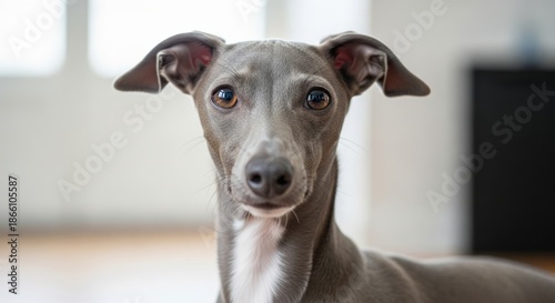 Italian Greyhound standing elegantly with slim body and short smooth coat. A small sighthound dog breed known for its speed, grace, affection, and minimalist appearance.
