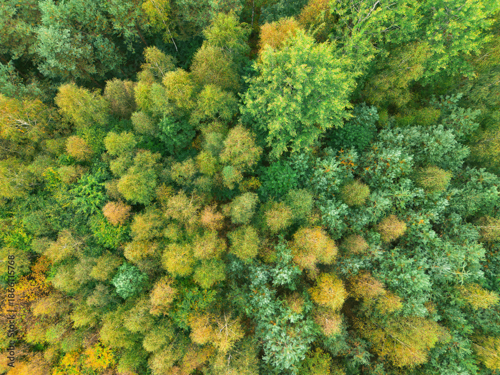 Naklejka premium Colorful autumn forest landscape from above
