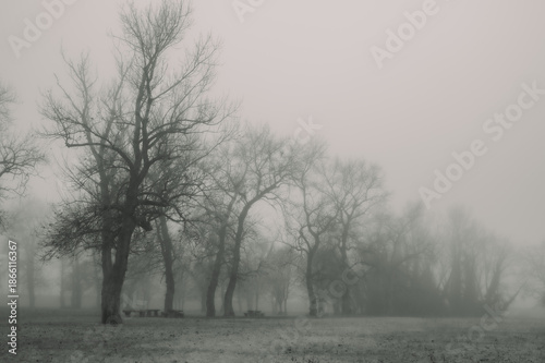 trees in fog