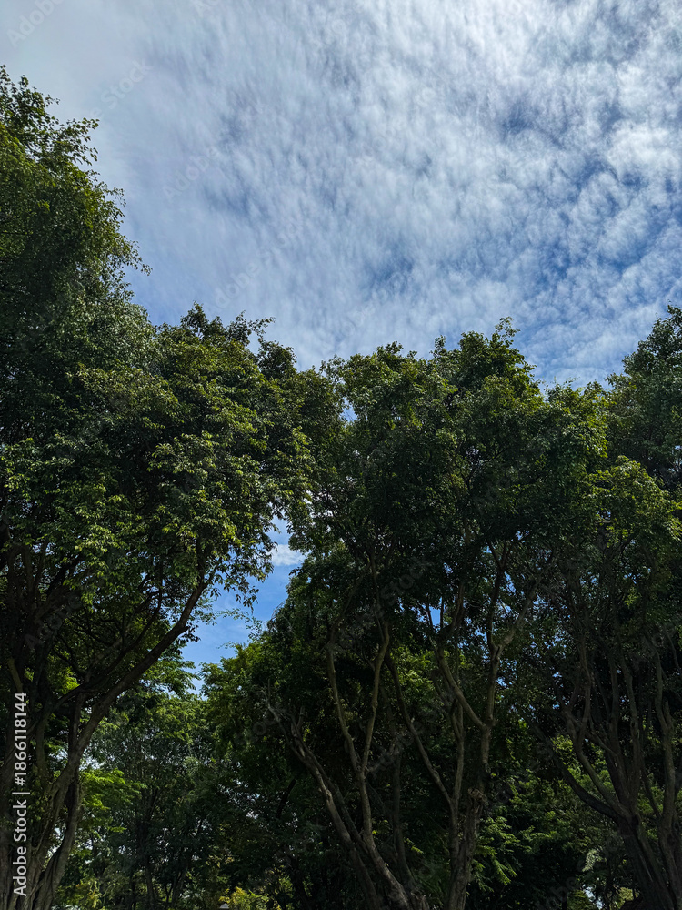 Obraz premium Thick Green Tree Leaves with Blue Cloudy Sky Background Viewed from Below