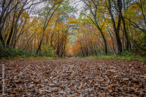 autumn in the forest