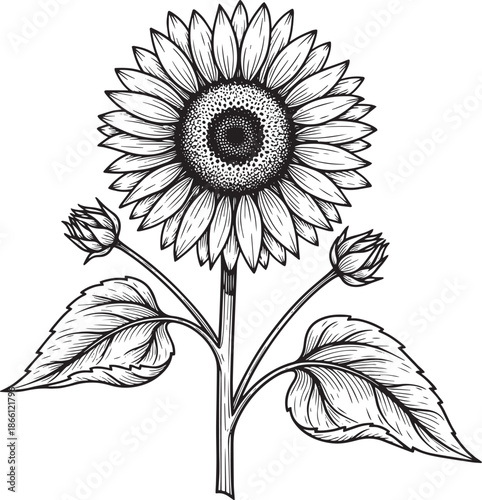black and white illustration of a sunflower with leaves