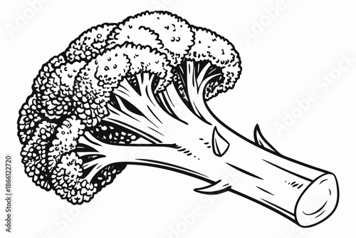 Fresh broccoli head isolated on white background, Vector