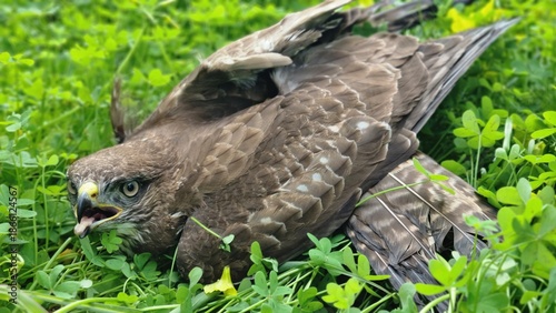red tailed hawk
