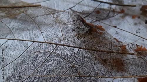 Skeleton Leaf Texture Background with Organic Veins and Natural Earthy Details