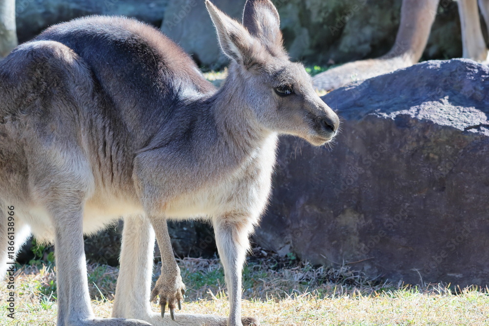 Fototapeta premium カンガルー