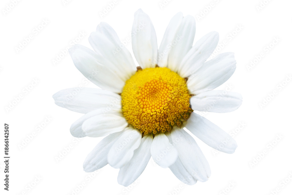 Fototapeta premium White flower daisy camomile chamomile in PNG isolated on transparent background