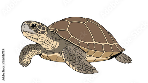 Detailed illustration of a green sea turtle swimming forward against a plain white background with its shell and flippers visible.