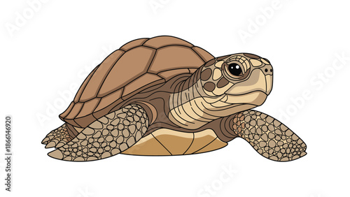 Detailed illustration of a brown sea turtle viewed from the side, showcasing the intricate patterns on its shell and skin.
