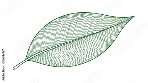Exquisite green leaf illustration with intricate fine line details showing the complex network of veins and texture.