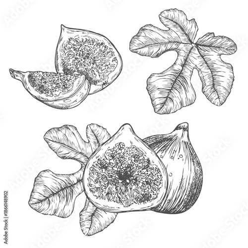 Hand drawn fig black and white line art doodle on transparent background for creativity, icons, tattoo, fabric, prints, packaging