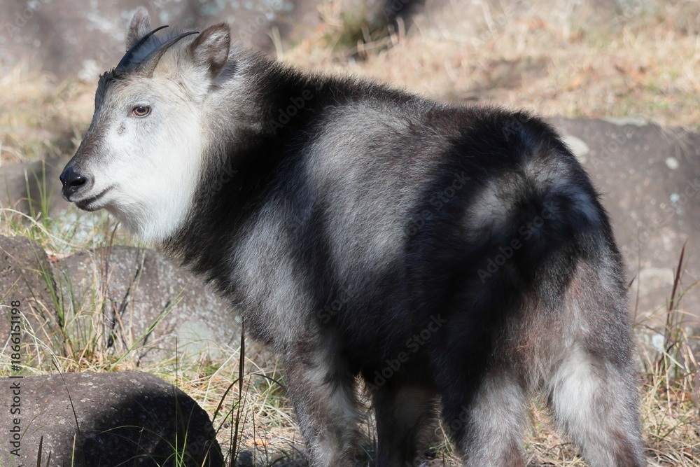 Fototapeta premium ニホンカモシカ
