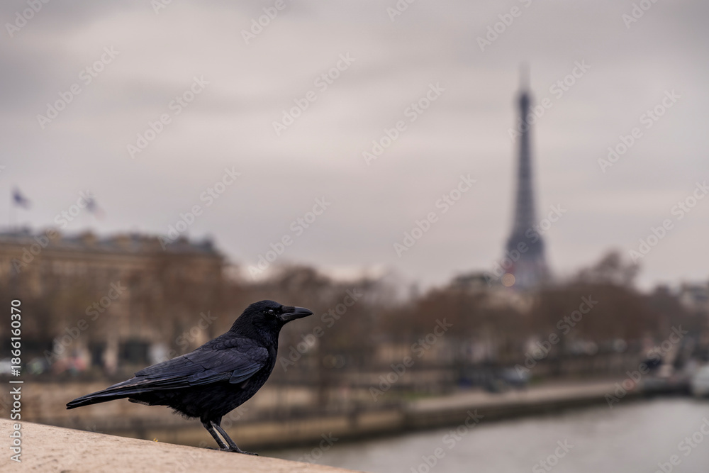 Obraz premium Crow perching on a stone wall overlooking the seine river with the blurred eiffel tower