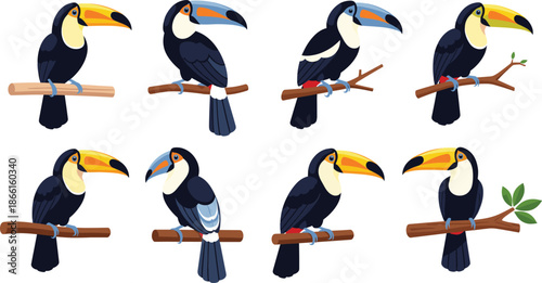 Toucan bird vector set with colorful perched poses tropical wildlife cartoon and realistic illustrations