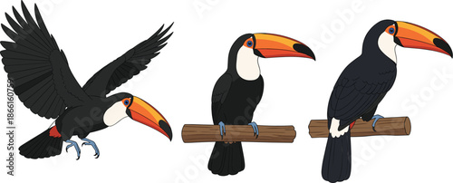Toucan bird vector set with flying and perched poses tropical wildlife illustration collection