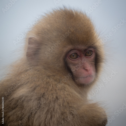 Photography Snow monkey emotions and expressions