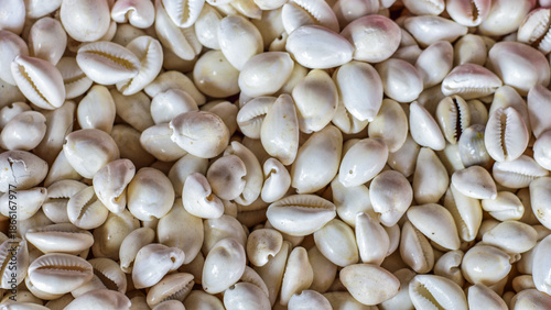 Collection of light-colored cowrie shells arranged tightly, highlighting smooth texture, natural patterns, and coastal biodiversity
