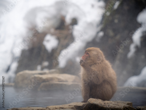 Photography Snow monkey bathing in the hot spring