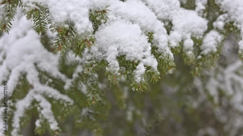 Gossamer Frost Adorns Slender Twigs Beneath Gentle Blanket Of Snow While Emphasizing Tranquility
