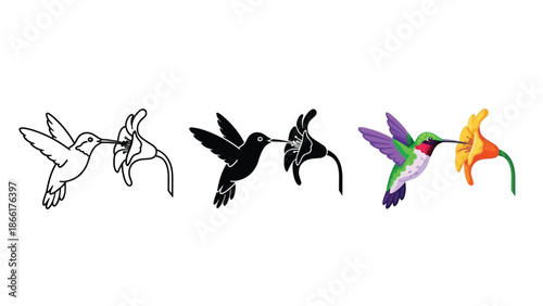 Set of three hummingbird icons feeding from a flower outline, silhouette and full color vector illustration