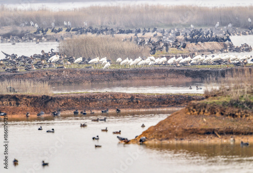 Tableau sur toile Fuhe Wetland: Massive Migratory Bird Flocking and Roosting Spectacle