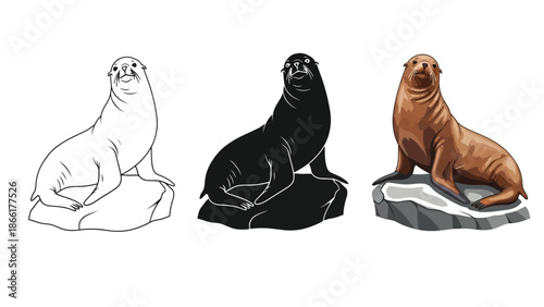 Set of three illustrations of a sea lion sitting a rock outline drawing, silhouette and realistic color drawing