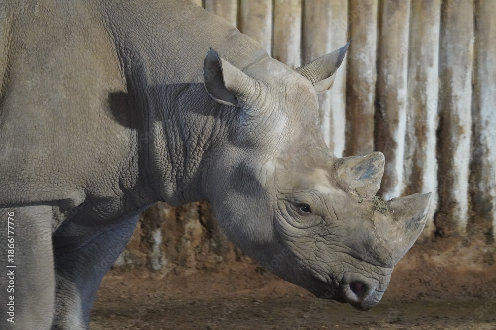 Obraz premium Black rhinoceros