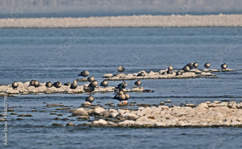 Billede på lærred Migratory Birds Roosting on Yangtze River Wetlands, Yichang