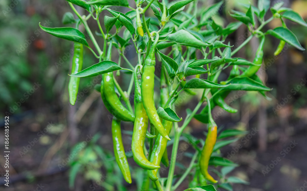 Fototapeta premium Green chili peppers hang from thriving plant, surrounded by lush leaves in a sunlit garden. Blurred background hints at rich soil and natural vegetation in an outdoor setting