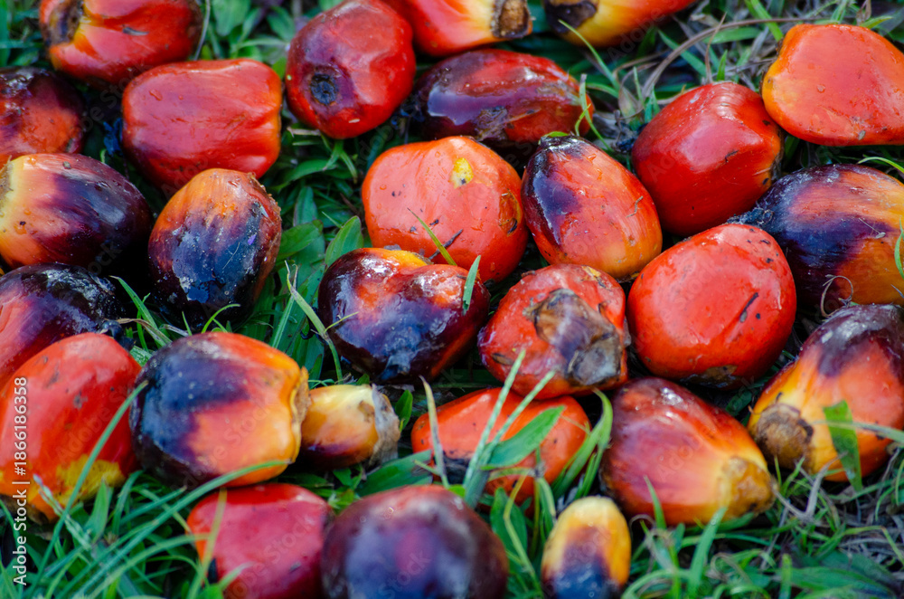 Fotografie Top view of oil palm fruits on green field after harvest