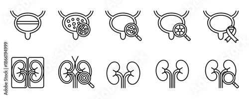 Kidney anatomy illustrations for medical education