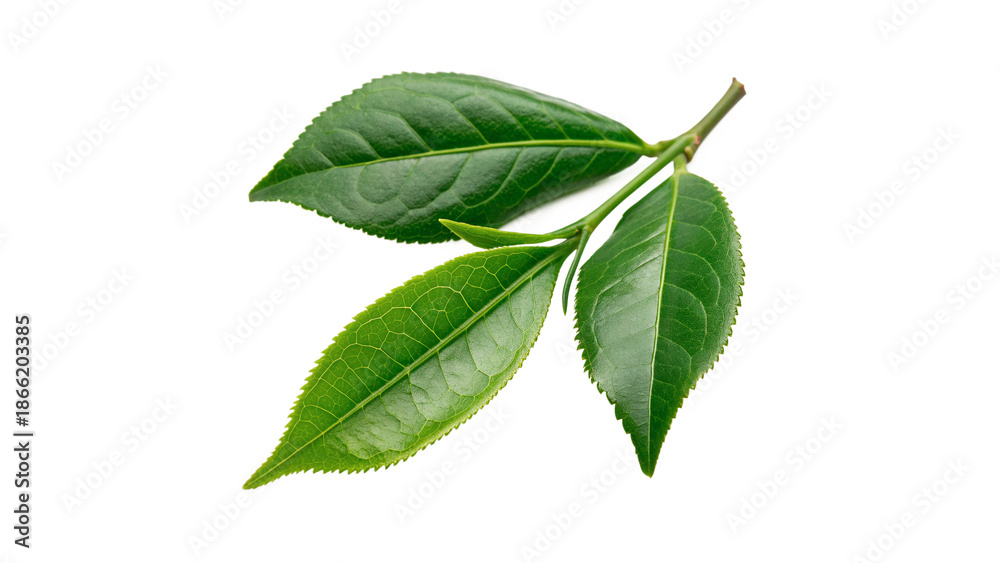 Fototapeta premium Fresh vibrant green tea leaves isolated on transparent background