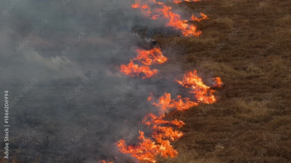 custom made wallpaper toronto digitalSlow motion grass fire sweeping dry chufa field