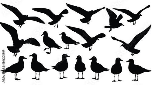 Black seagull silhouettes collection showing flying and standing birds isolated on white background vector illustration wildlife nature design elements set