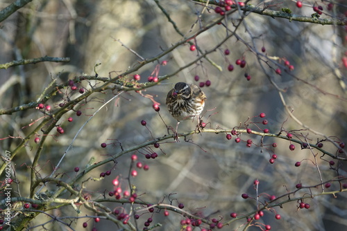 Fotografija the redwing (Turdus iliacus) member of the thrush family visiting the UK during