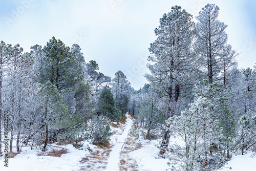 Winter hiking path through a frosted forest. Scenic wooden boardwalk covered in snow, surrounded by evergreen trees under a bright winter sky. Tranquil outdoor nature landscape