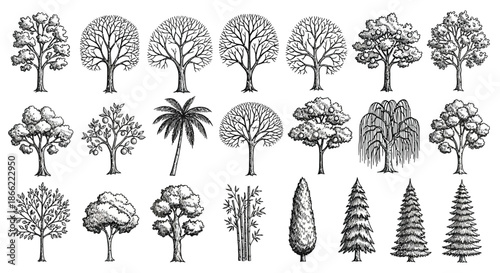 Collection of various tree species line art illustration isolated on, showcasing diverse botanical elements and their unique characteristics