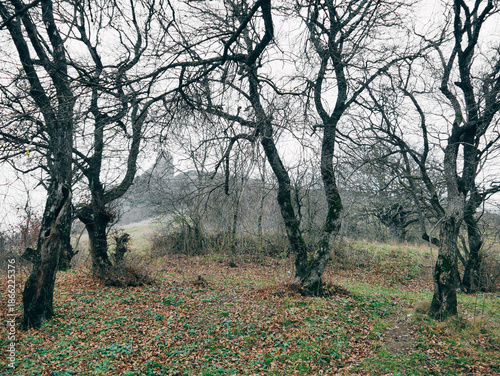 Late Autumn forest with bare trees