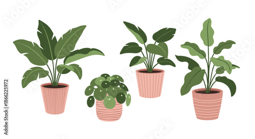 Collection of various green indoor houseplants in decorative pink ceramic pots displayed in a clean and minimal arrangement.