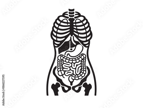  Female mid-body anatomy illustration, tasteful and professional icon white background.