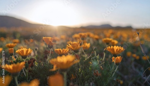Golden Field of Flowers at Sunset - A Serene Landscape.