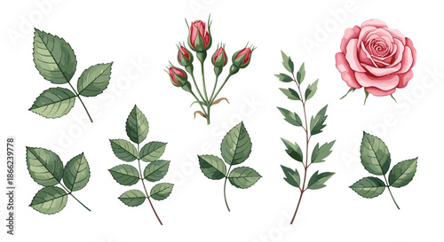 Detailed botanical illustration of various rose plant parts including green leaves, stems with buds, and a single pink flower bloom.